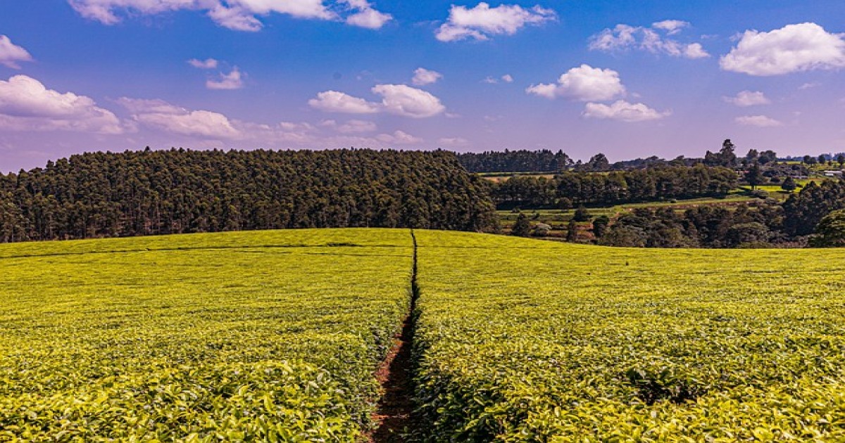 Event vendors in Kiambu